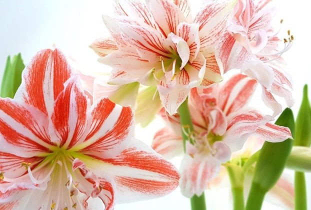 The Numerous Applications That the Amaryllis Flower Can Have